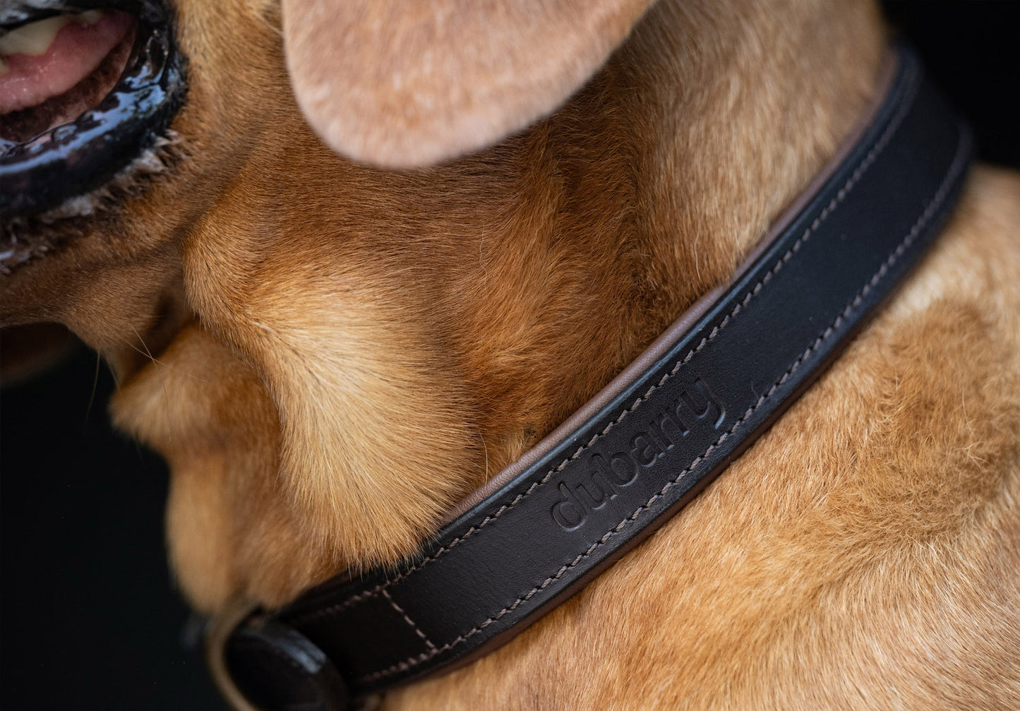 Axel Padded Leather dog collar - Mahogany